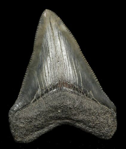 Serrated Megalodon Tooth - Georgia River #45322